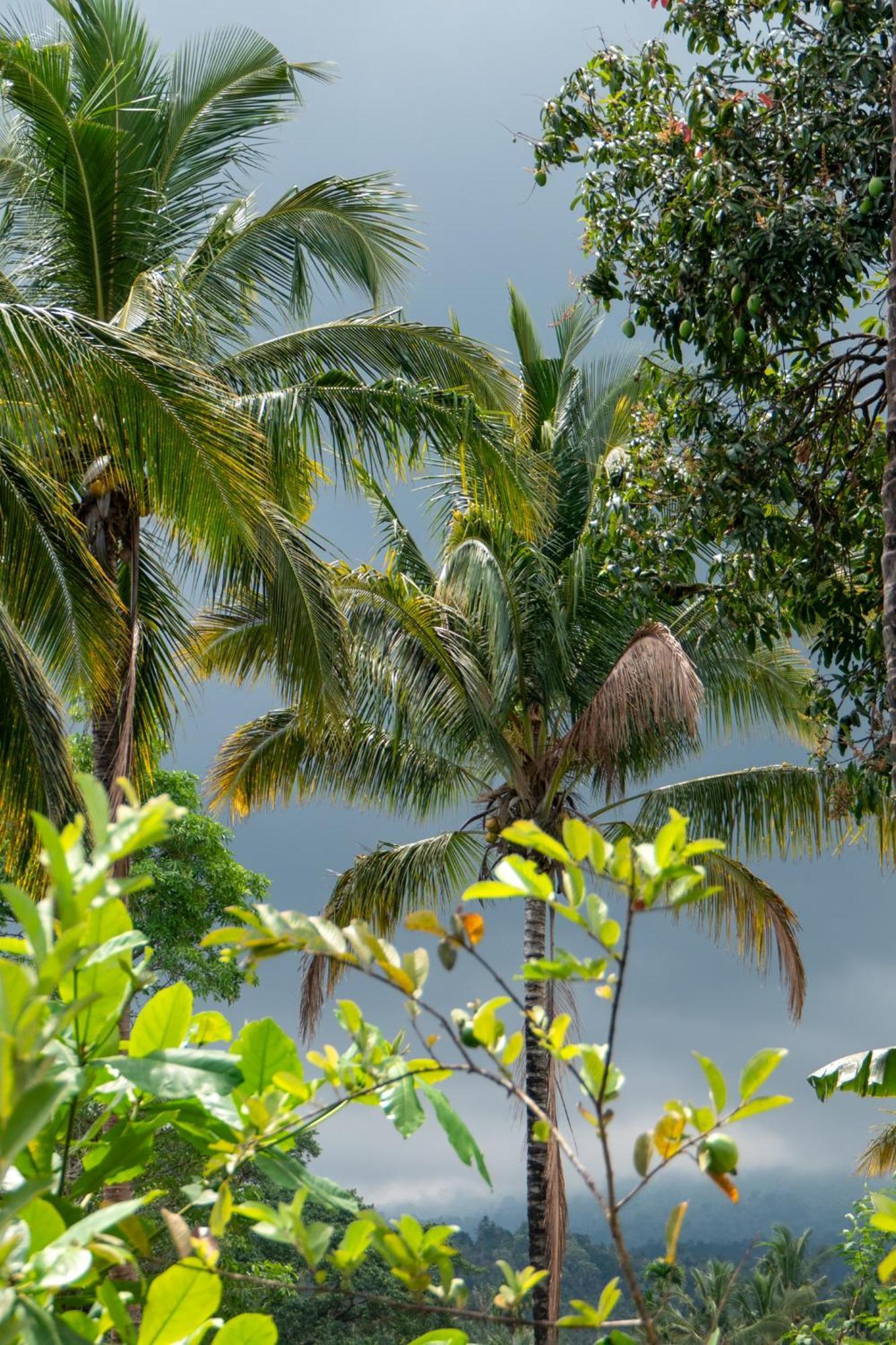 Rinjani Eco Villa Senaru Bayan Екстериор снимка